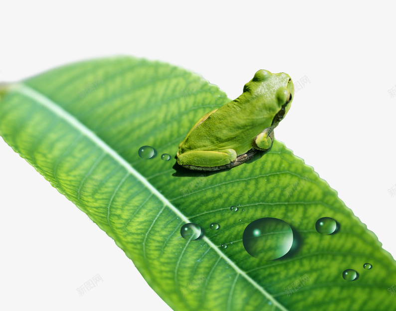 树叶上的水滴和青蛙psd免抠素材_88icon https://88icon.com 叶子 水滴 水珠 绿叶 绿色素材 青蛙