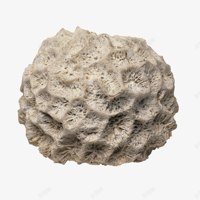 珊瑚石png免抠素材_88icon https://88icon.com 灰白色 珊瑚石 石头 装饰品