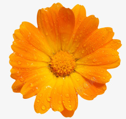 一朵大花橙色有观赏价值的带水珠的一朵大高清图片