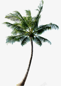 合成创意海边的椰子树素材