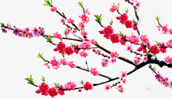 粉色美丽古典梅花植物素材