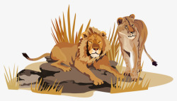 石头上休息的狮子和老虎素材