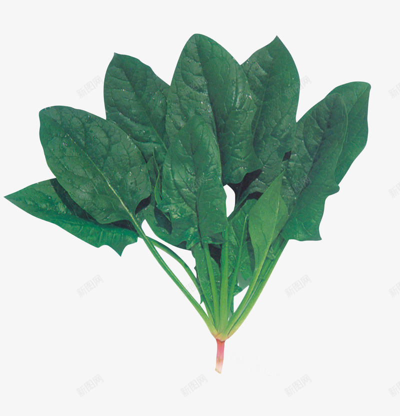 一颗黑叶菠菜png免抠素材_88icon https://88icon.com 叶片宽大 根茎粉红色 浓绿色 肥厚