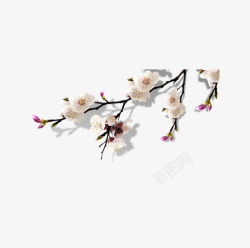 梅花枝干白色的梅花高清图片