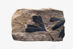 植物化石大石头植物叶子化石实物高清图片