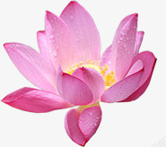 水珠粉色绽放花朵素材