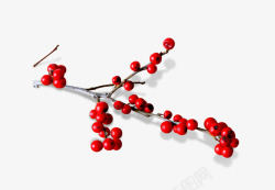 梅花树枝红珠树枝素材