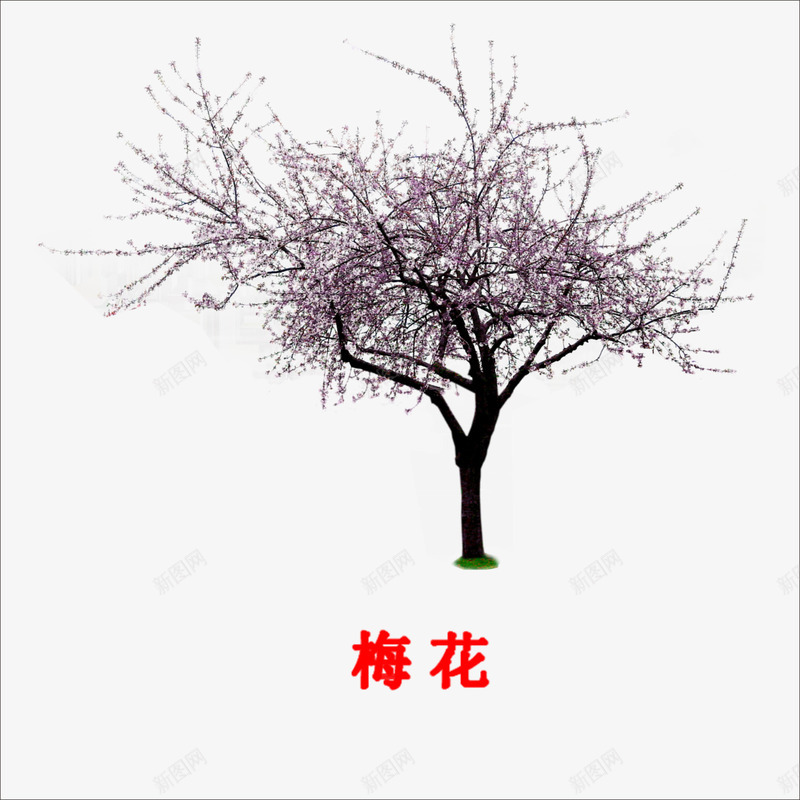 梅花png免抠素材_88icon https://88icon.com 大树 梅花树