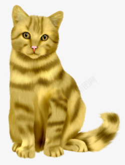 条纹猫彩绘金黄色波斯猫正面高清图片