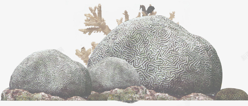 摄影海底石头摄影图png免抠素材_88icon https://88icon.com 摄影 海底 石头