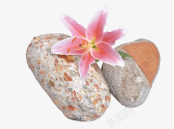 石头里的蔷薇花素材