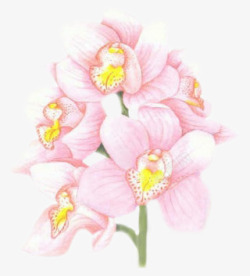 粉红色透明花朵花枝花树素材