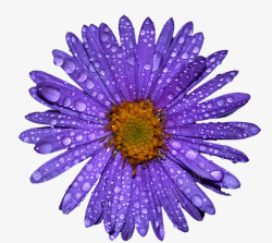 蓝紫色菊花水珠素材