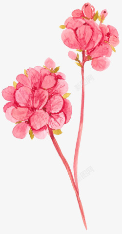粉红色花朵手绘插画素材