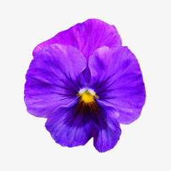 唯美花束紫色花卉素材