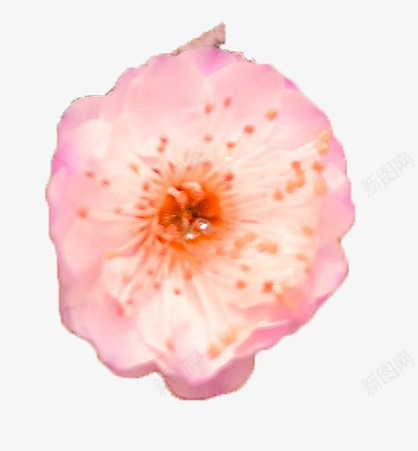 梅花风色花瓣png免抠素材_88icon https://88icon.com 春天 梅花 植物 花