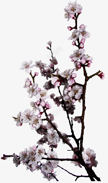 复古粉色梅花png免抠素材_88icon https://88icon.com 复古 梅花 粉色