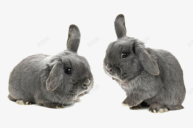 兔子黑兔子垂耳兔可爱动png免抠素材_88icon https://88icon.com 兔子 动物 可爱 垂耳兔 宠物 黑兔子