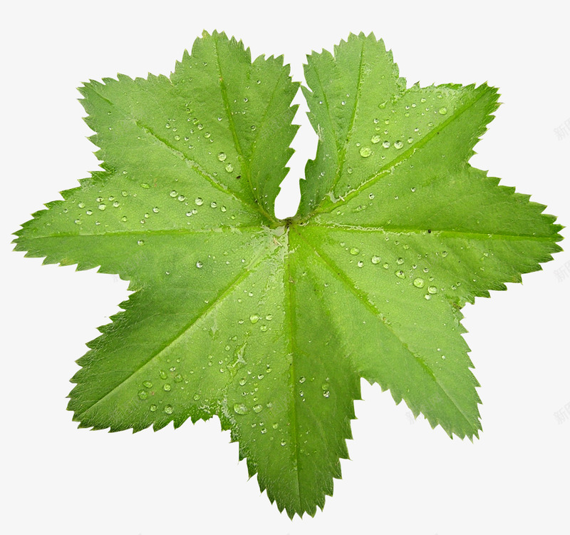 绿色带有水珠额小叶子psd免抠素材_88icon https://88icon.com 水珠 绿色 绿色叶子 绿色水珠