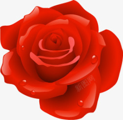 手绘红色带水滴的玫瑰素材