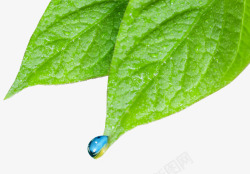 带蓝色水滴的绿色叶子素材