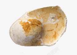 黄色动物壳化石素材