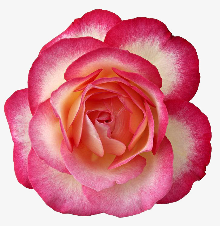 粉红玫瑰花朵装饰png免抠素材_88icon https://88icon.com 图片 玫瑰花 粉红 装饰