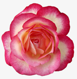 粉红玫瑰花朵装饰素材