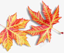 火红枫叶素材
