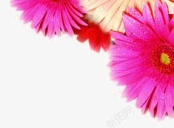 粉黄色菊花水珠装饰素材