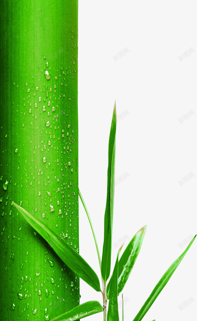 手绘竹叶水珠海报png免抠素材_88icon https://88icon.com 水珠 海报 竹叶
