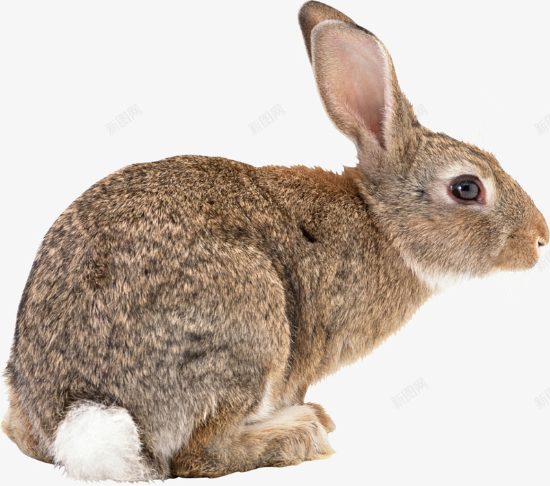 侧面的兔子png免抠素材_88icon https://88icon.com 侧面的兔子 兔兔 动物 可爱的兔子