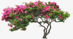 粉红花朵花树装饰素材