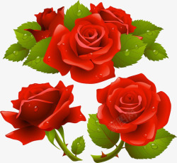 红玫瑰和绿叶水珠素材