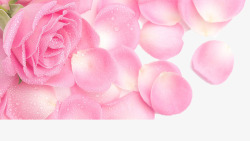 花瓣脉络清晰粉色玫瑰高清图片