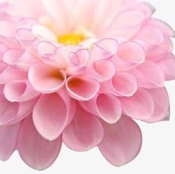 粉红唯美花朵花蕊素材
