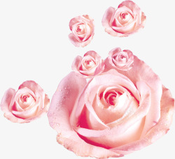 粉色夏季玫瑰水滴素材