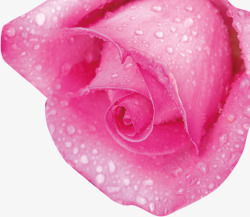 粉色水珠玫瑰花素材