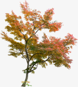 红色秋日枫叶大树素材