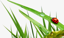 绿色植物水滴昆虫素材
