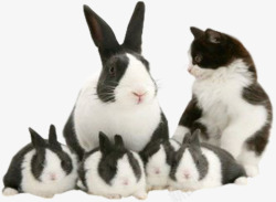 兔子一家和猫咪素材