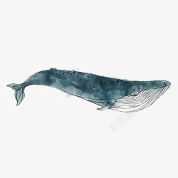 手绘一只蓝色水彩座头鲸宣传海报素材