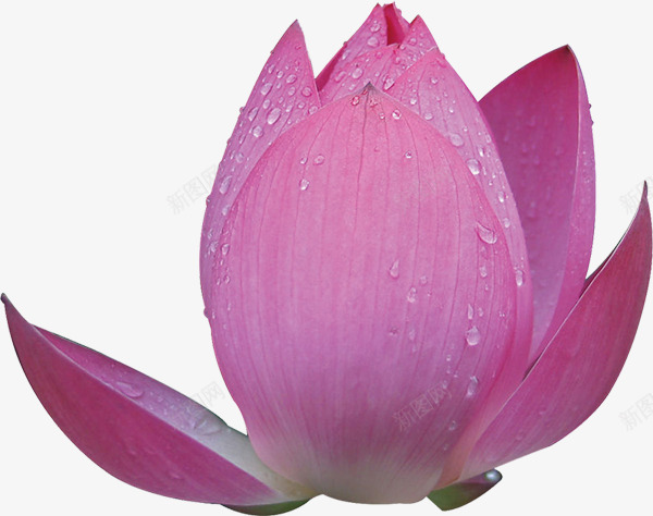 粉色莲花水珠png免抠素材_88icon https://88icon.com 水珠 粉色 莲花