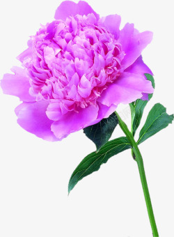 紫色分层花朵植物素材