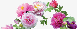 粉红色夏季牡丹鲜花素材