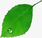 绿色手绘树叶水滴素材