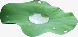 绿色荷叶水珠露珠植物素材