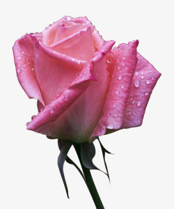 单朵的粉色带水滴玫瑰素材
