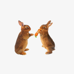 两只灰兔子吃胡萝卜素材