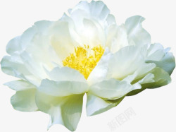 白色纯洁花朵植物分层素材